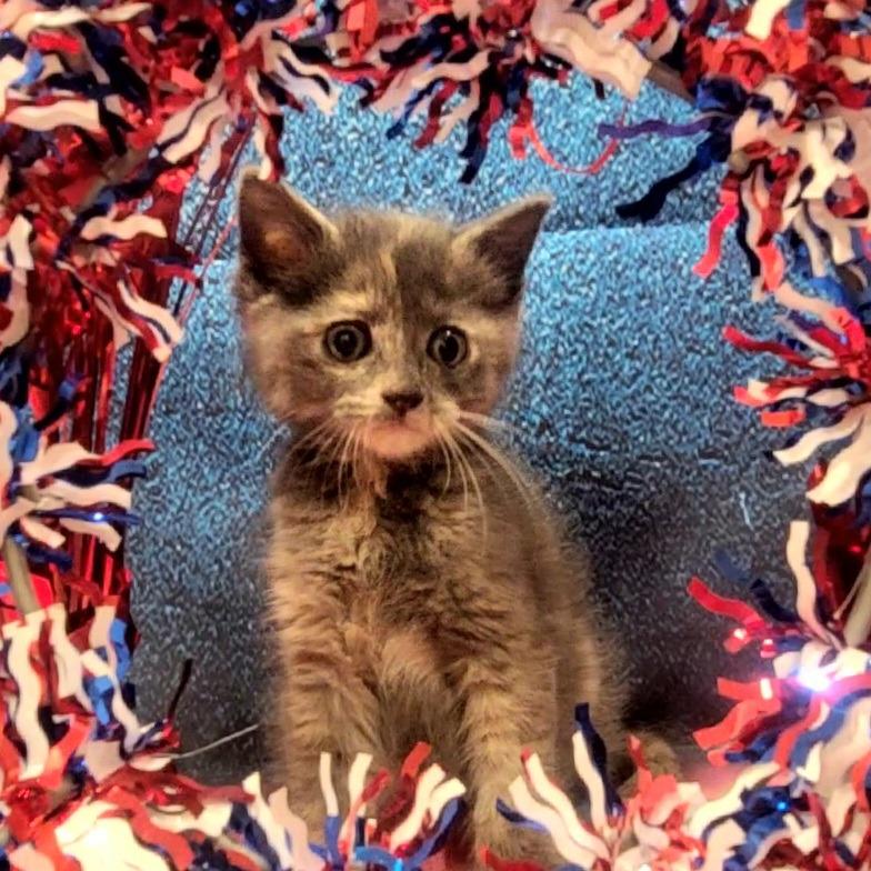 Gypsy, a Adoptable Domestic Medium Hair in Tipton, IN image 2/6