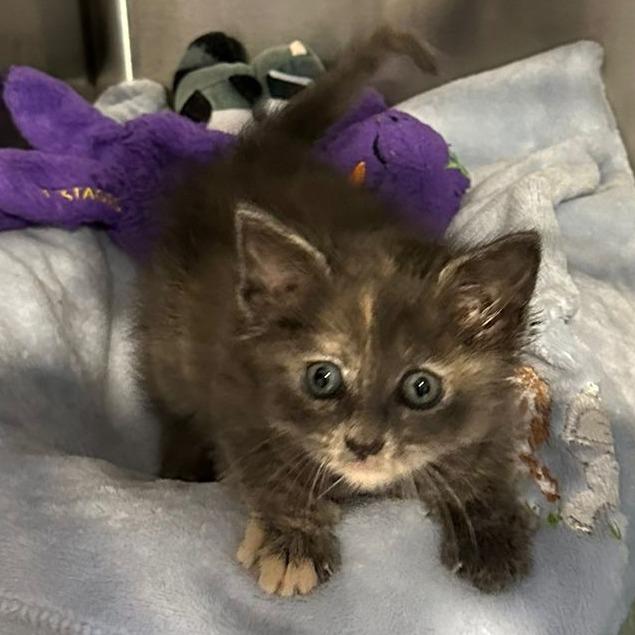 Gypsy, a Adoptable Domestic Medium Hair in Tipton, IN image 3/6