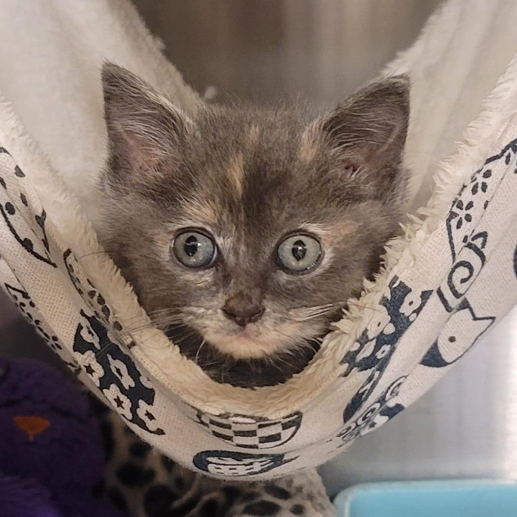 Gypsy, a Adoptable Domestic Medium Hair in Tipton, IN image 5/6