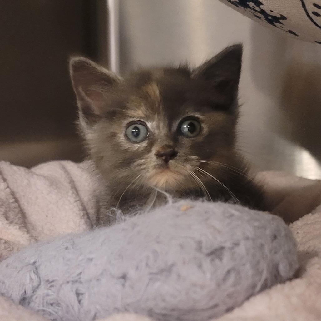 Gypsy, a Adoptable Domestic Medium Hair in Tipton, IN image 6/6