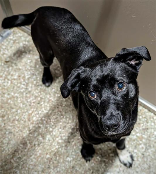 Enlarge TRENTON, a Adoptable Labrador Retriever in Clyde, NC image 1/1