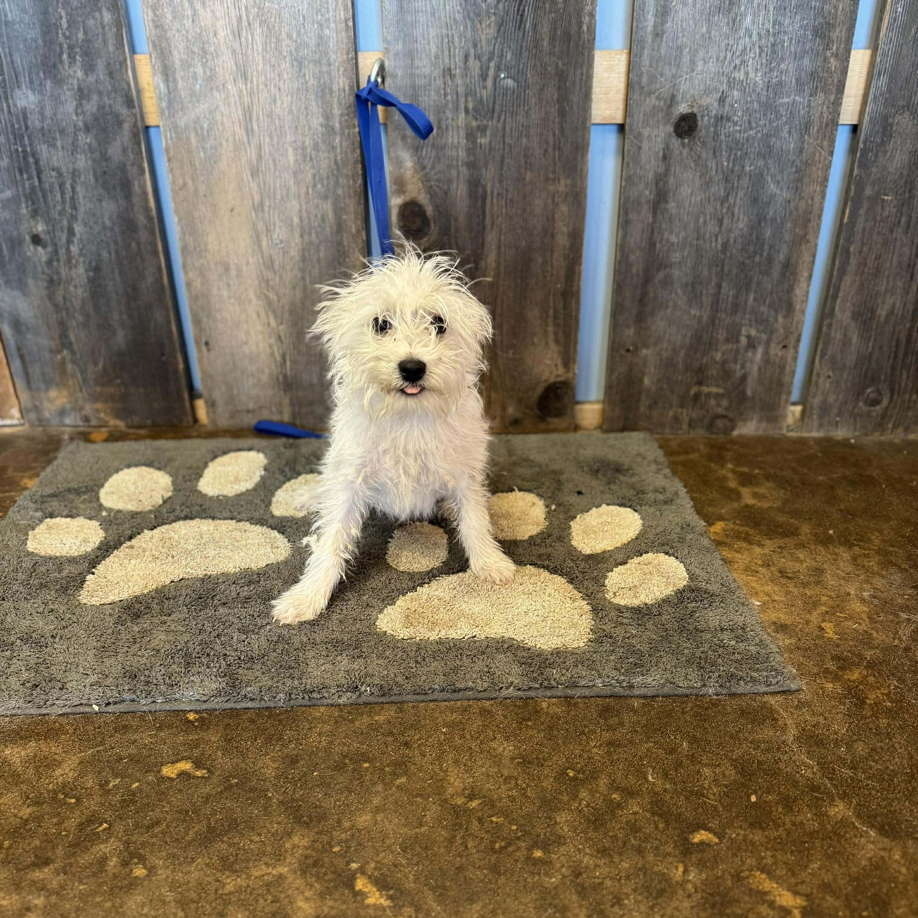 Poppy   $ thumbnail 2