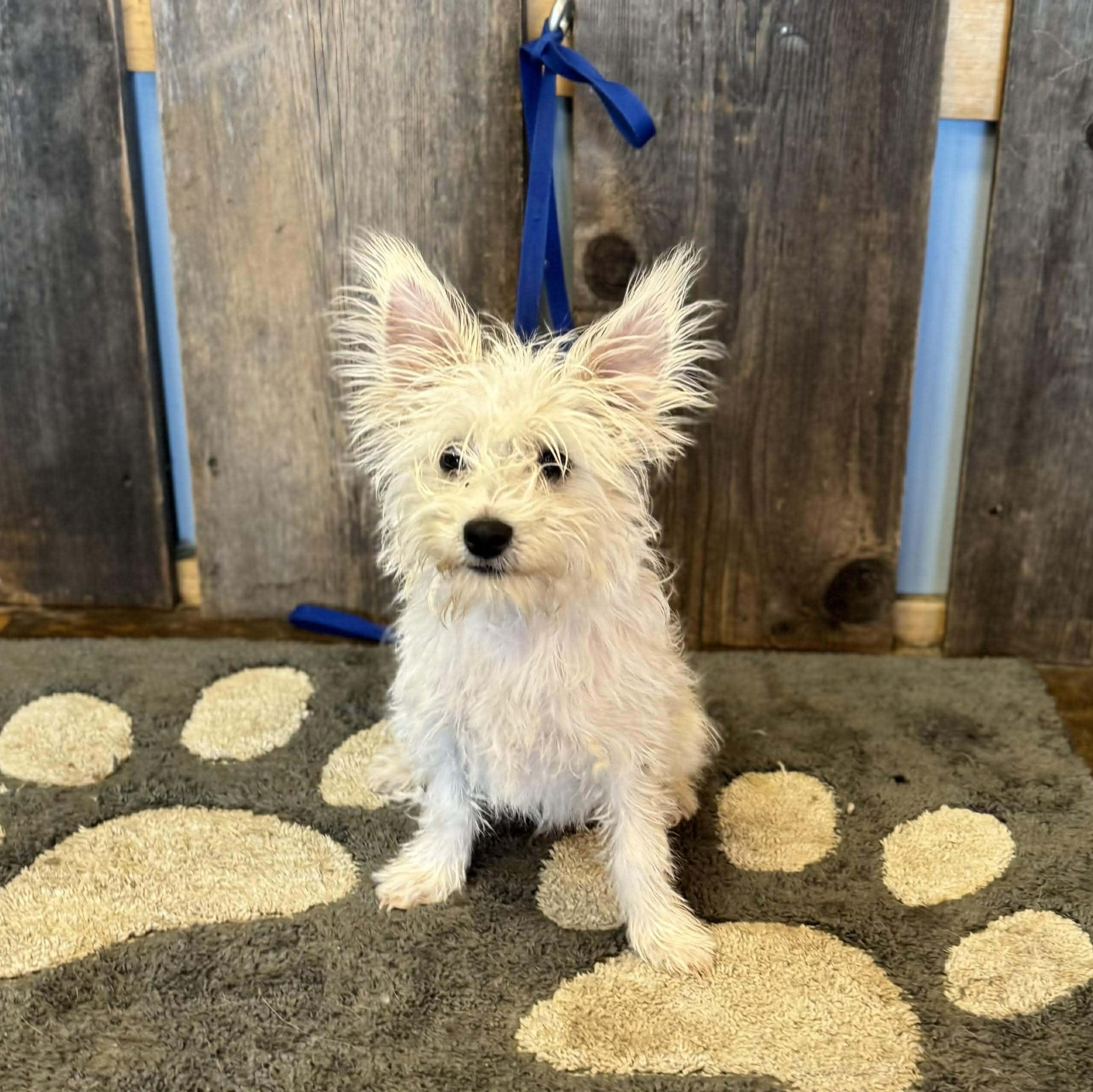 Poppy   $ thumbnail 3