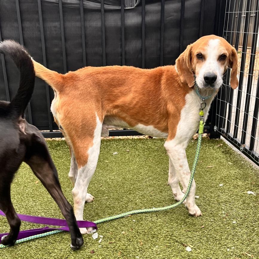Rufus, Adoptable, Adult Male Hound.