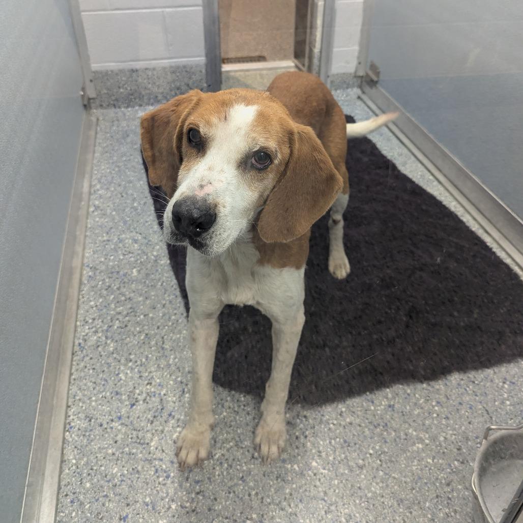Rufus, a Adoptable Hound in Charlottesville, VA image 3/6