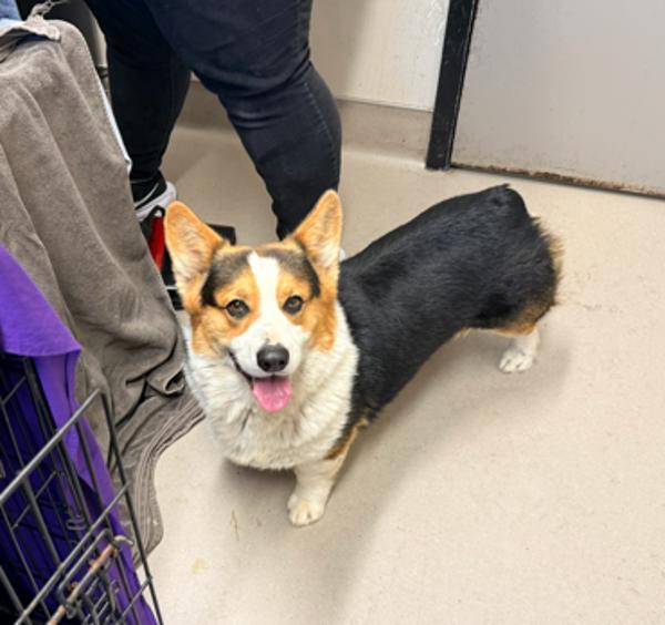 Prince Harry, Adoptable, Adult Male Corgi.
