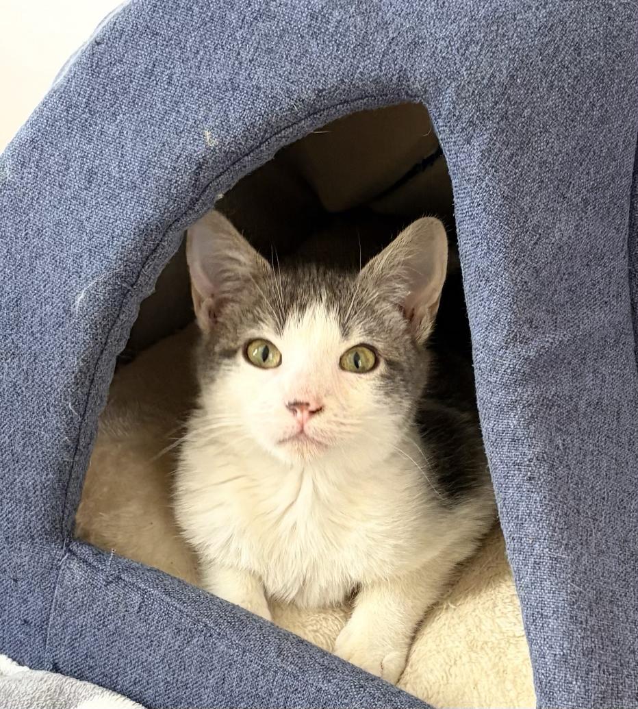 Bernard, a Adoptable Domestic Short Hair in Denver, CO image 4/6