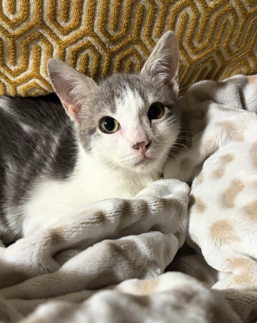 Bernard, a Adoptable Domestic Short Hair in Denver, CO image 5/6