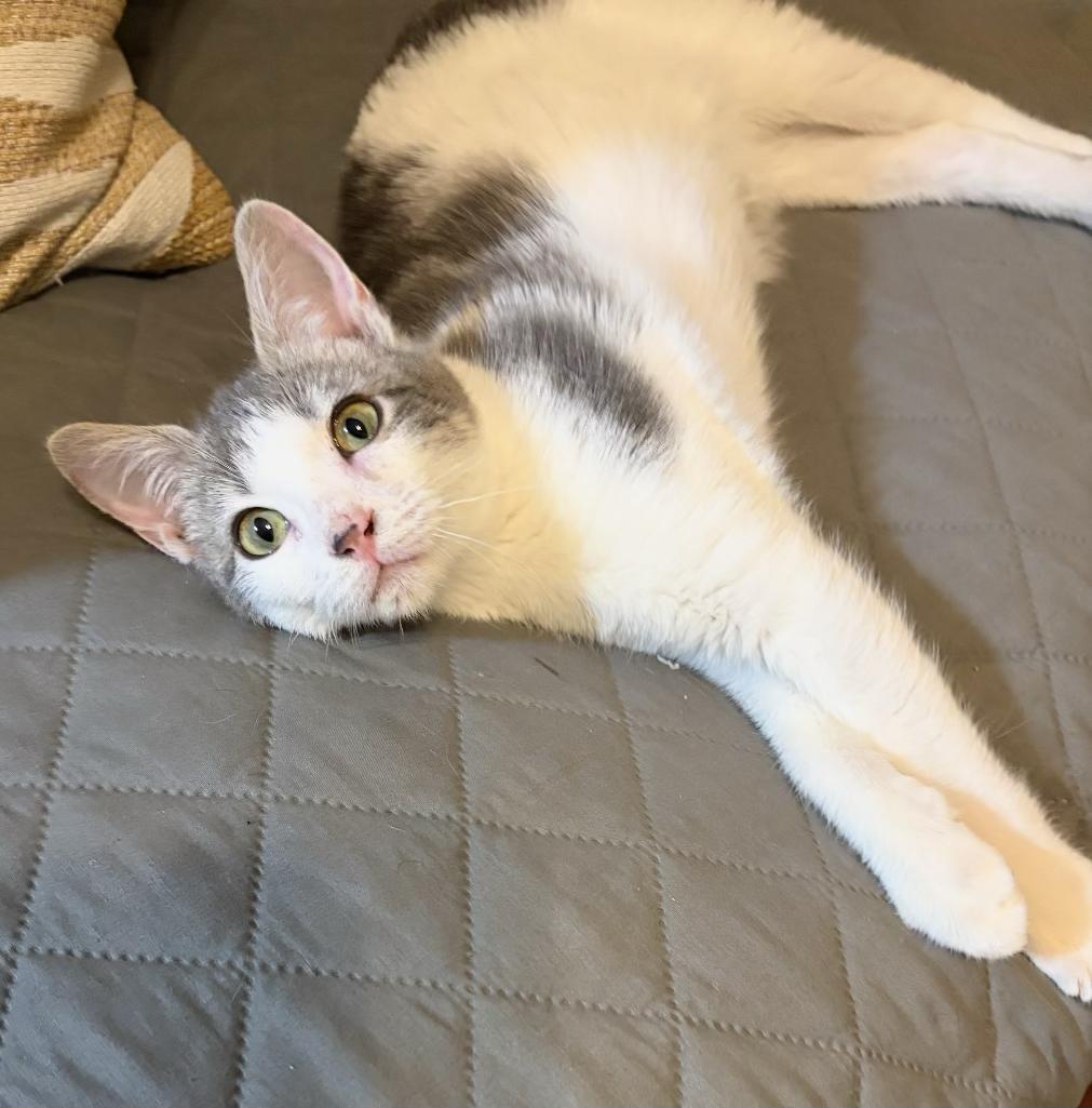 Bernard, Adoptable, Kitten Male Domestic Short Hair.