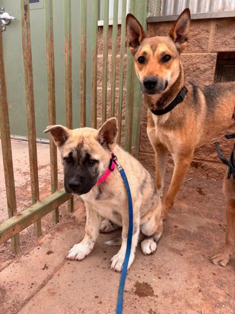 Tigresa, Adoptable, Young Female German Shepherd Dog.