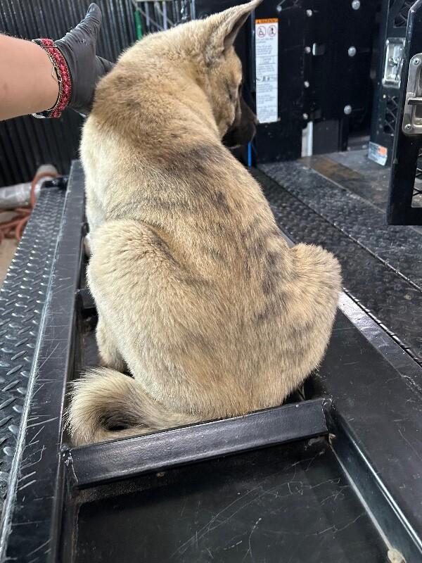 Enlarge Tigresa, a Adoptable German Shepherd Dog in Hobbs, NM image 2/4