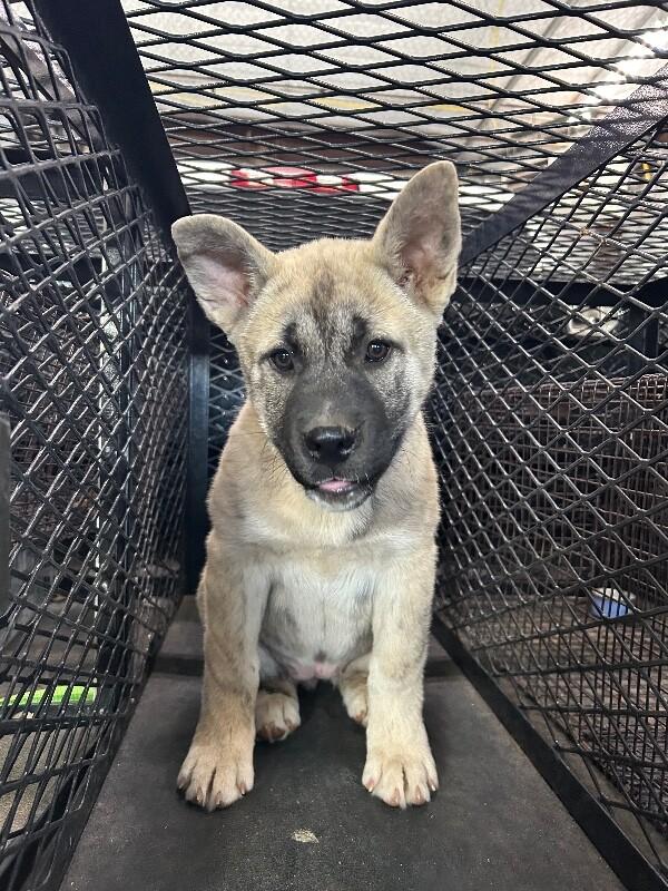 Enlarge Tigresa, a Adoptable German Shepherd Dog in Hobbs, NM image 3/4