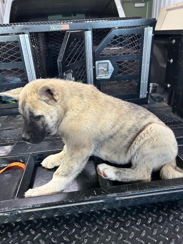 Enlarge Tigresa, a Adoptable German Shepherd Dog in Hobbs, NM image 4/4