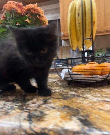 Enlarge Pumpkin, a Adoptable Domestic Short Hair in El Dorado Hills, CA image 1/2