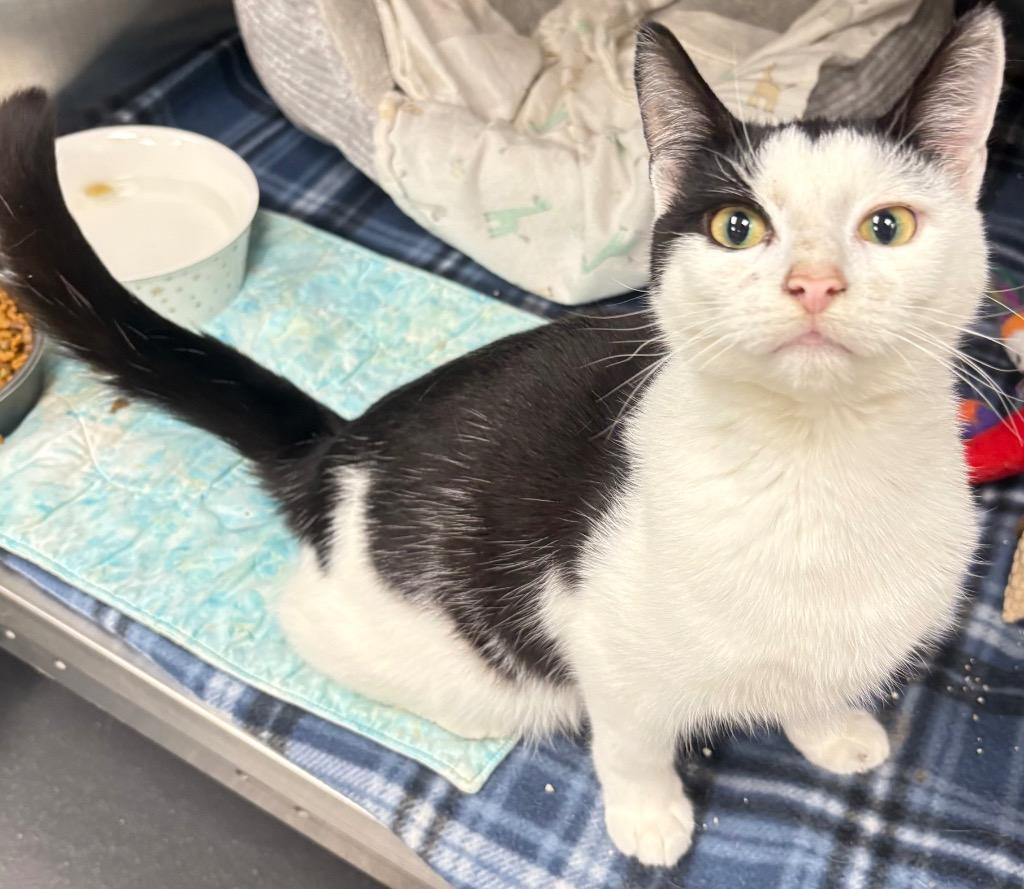 Humphrey / AC 27758 F, Adoptable, Young Male Domestic Medium Hair.