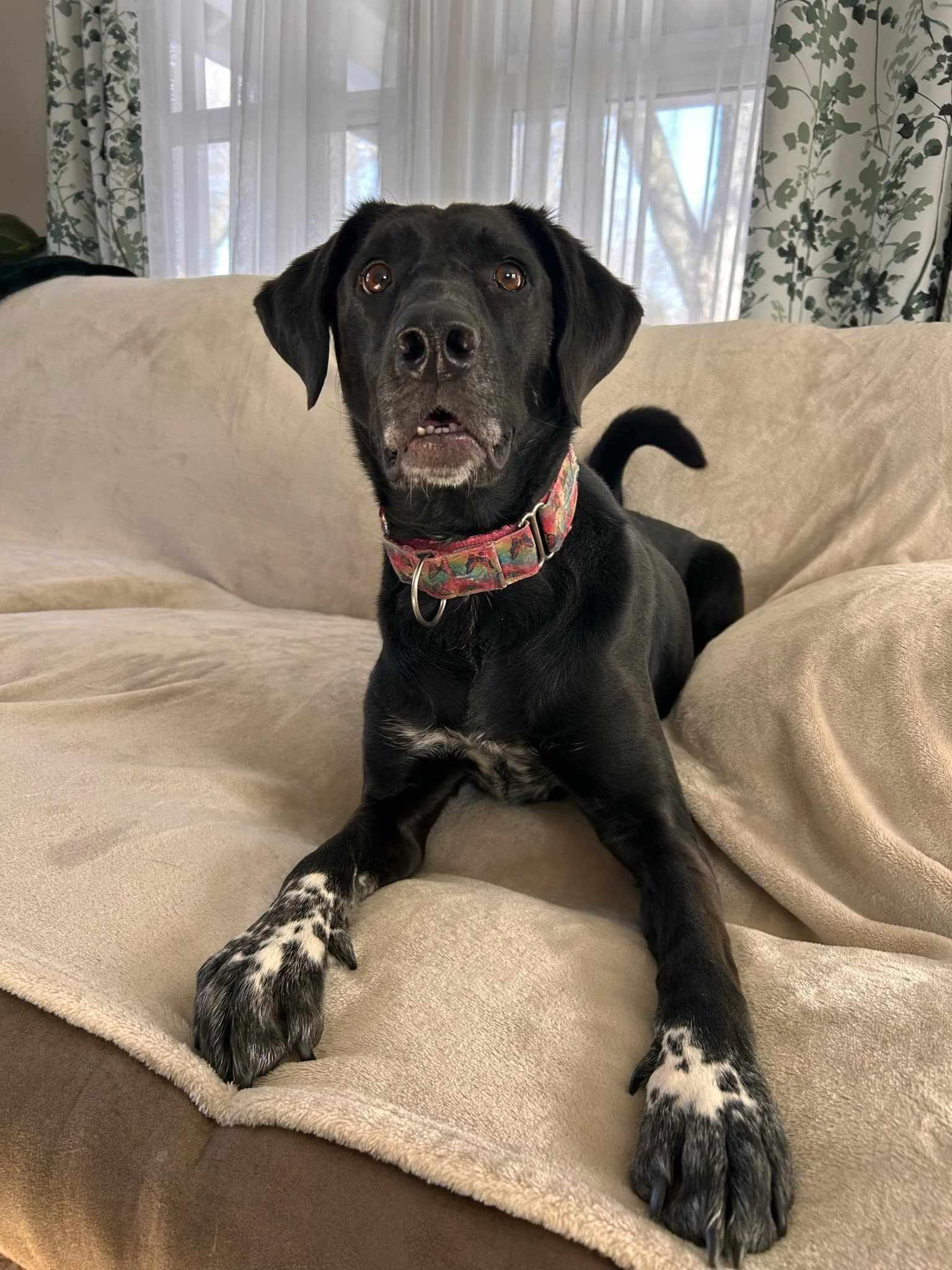 Enlarge June Bug, a Adoptable mixed breed in Overland Park, KS image 4/6