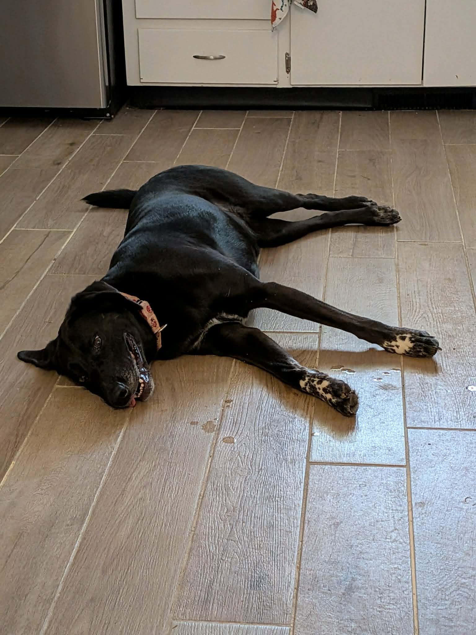 June Bug, a Adoptable mixed breed in Overland Park, KS image 5/6