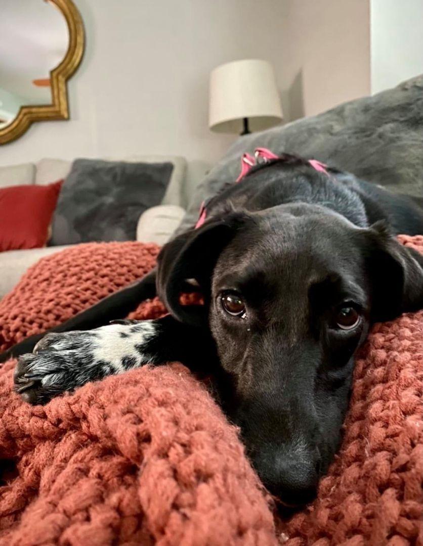 Enlarge June Bug, a Adoptable mixed breed in Overland Park, KS image 3/6