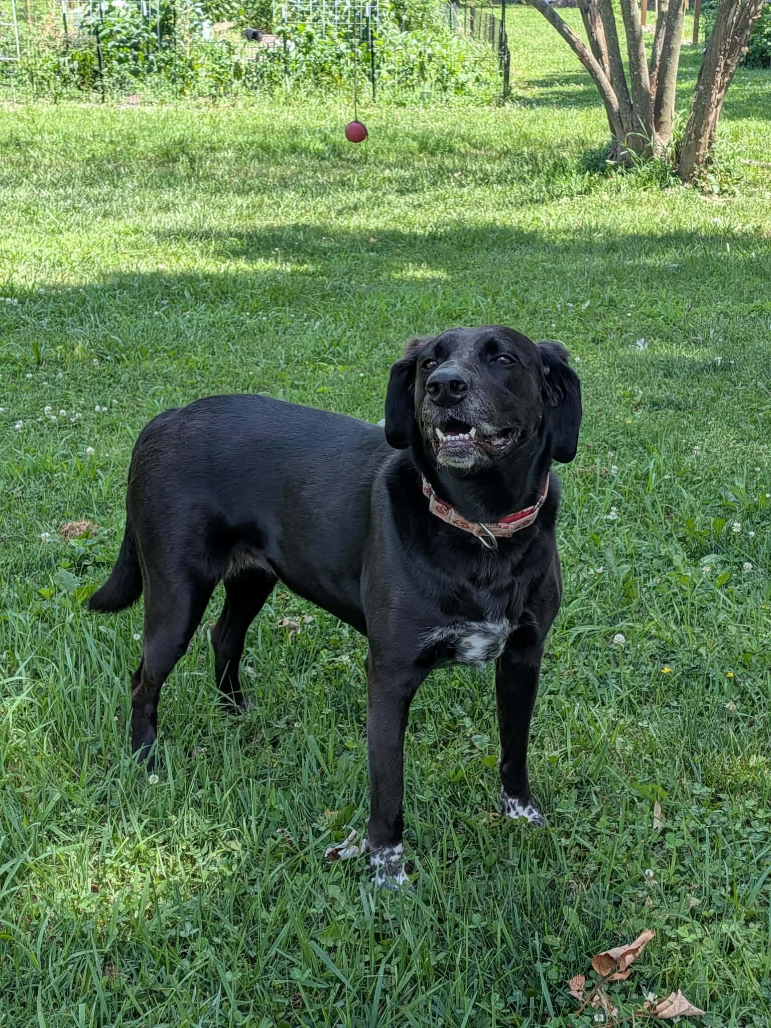 June Bug, Adoptable, Adult Female Black Labrador Retriever & Labrador Retriever.