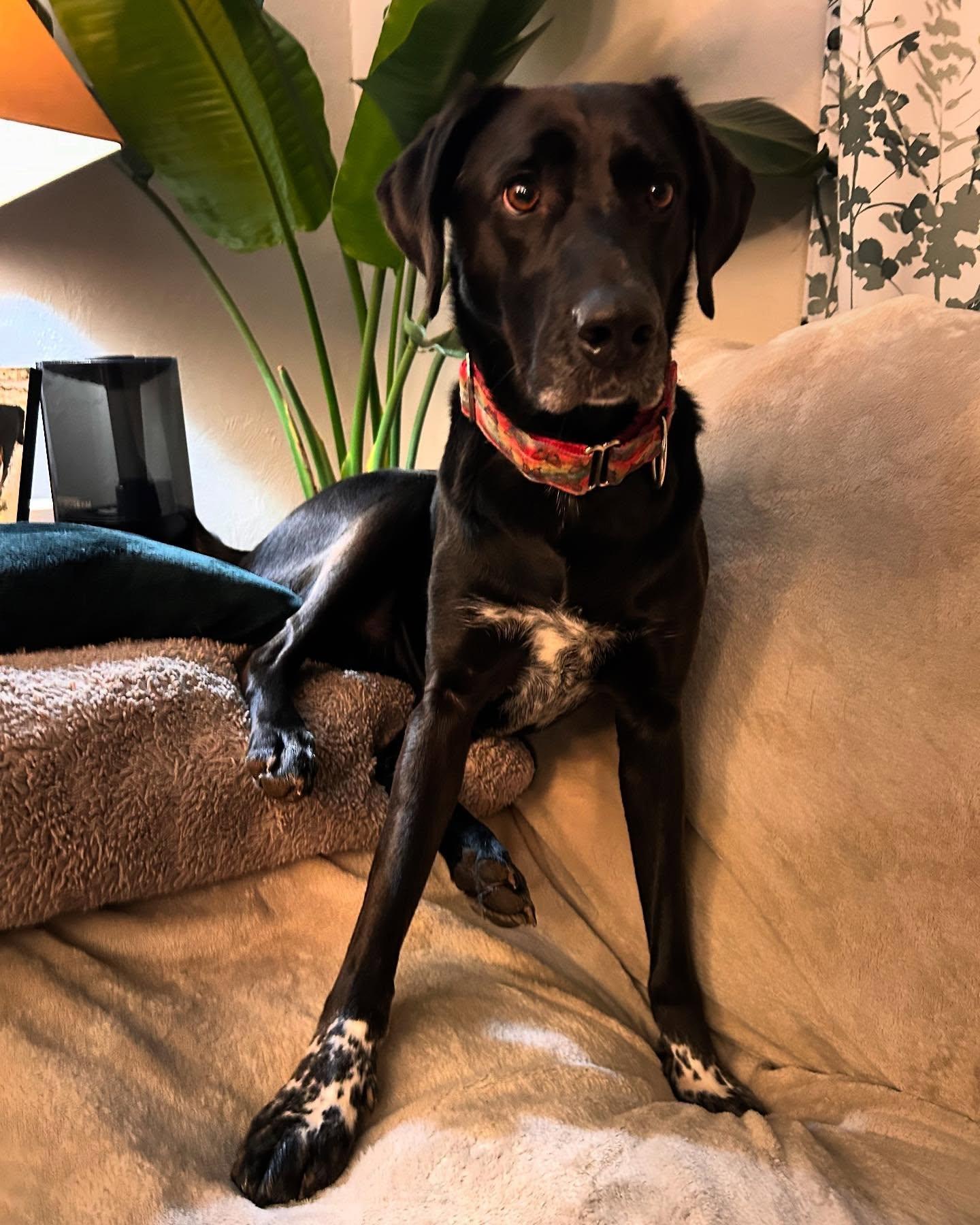 Enlarge June Bug, a Adoptable mixed breed in Overland Park, KS image 1/6