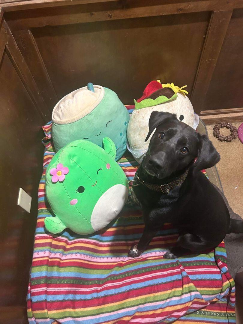 Enlarge June Bug, a Adoptable mixed breed in Overland Park, KS image 6/6