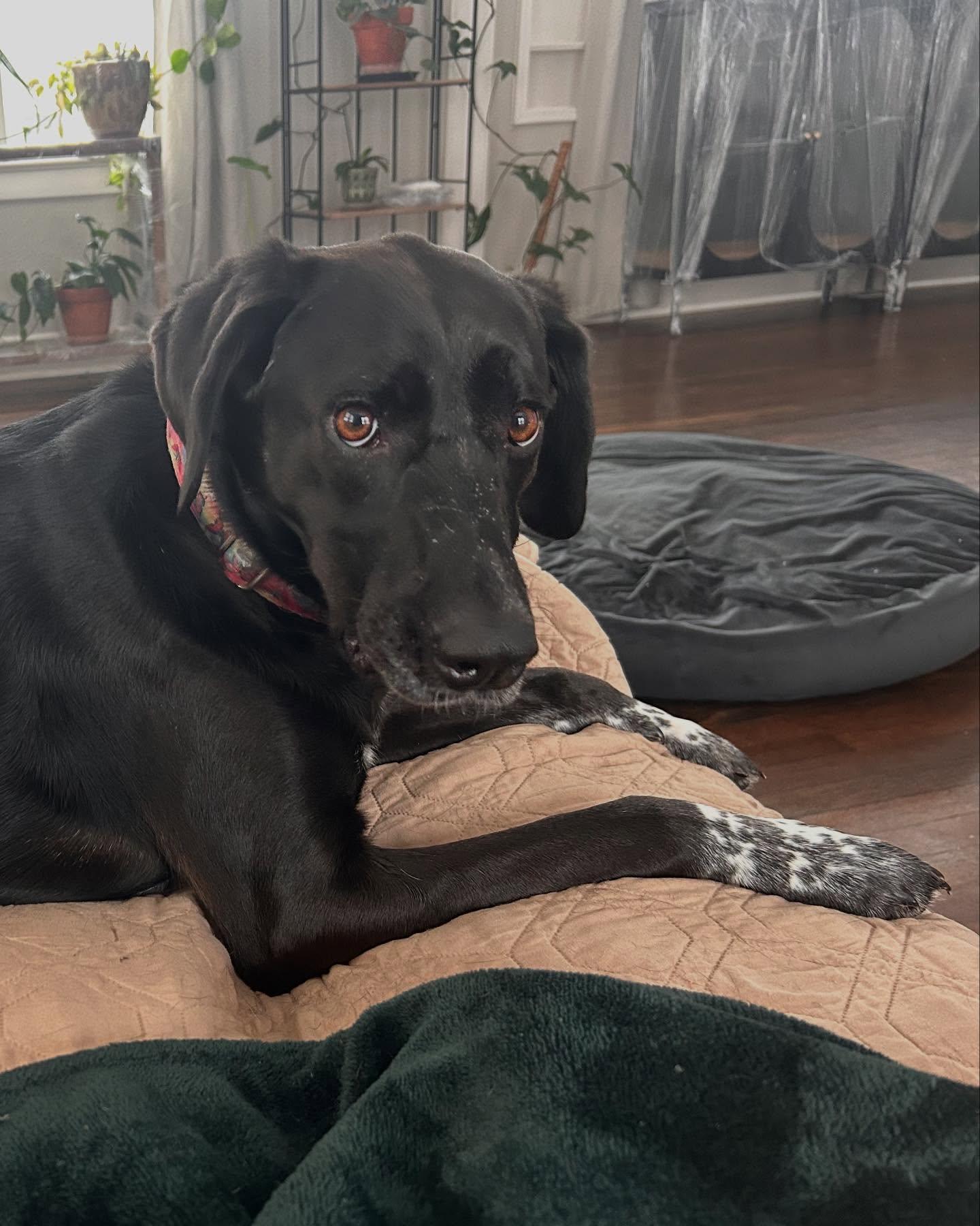 Enlarge June Bug, a Adoptable mixed breed in Overland Park, KS image 5/6