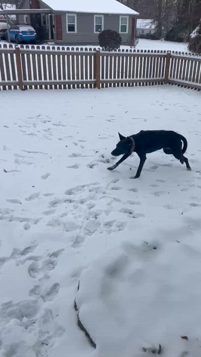 Enlarge June Bug, a Adoptable mixed breed in Overland Park, KS video 2/6