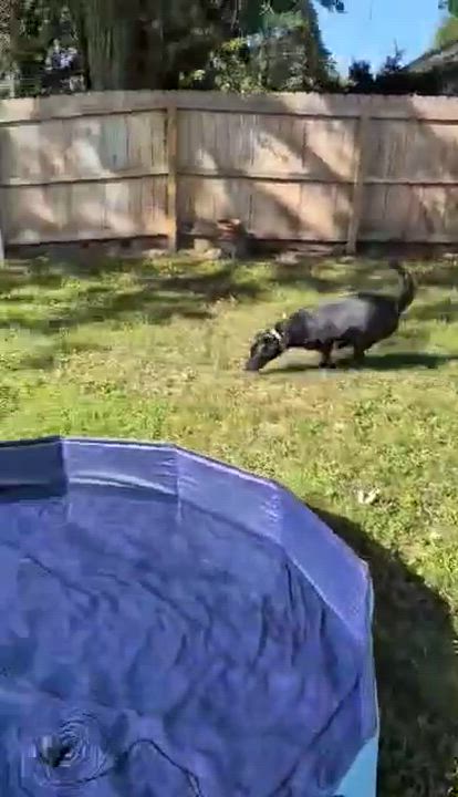 Enlarge June Bug, a Adoptable mixed breed in Overland Park, KS video 6/6
