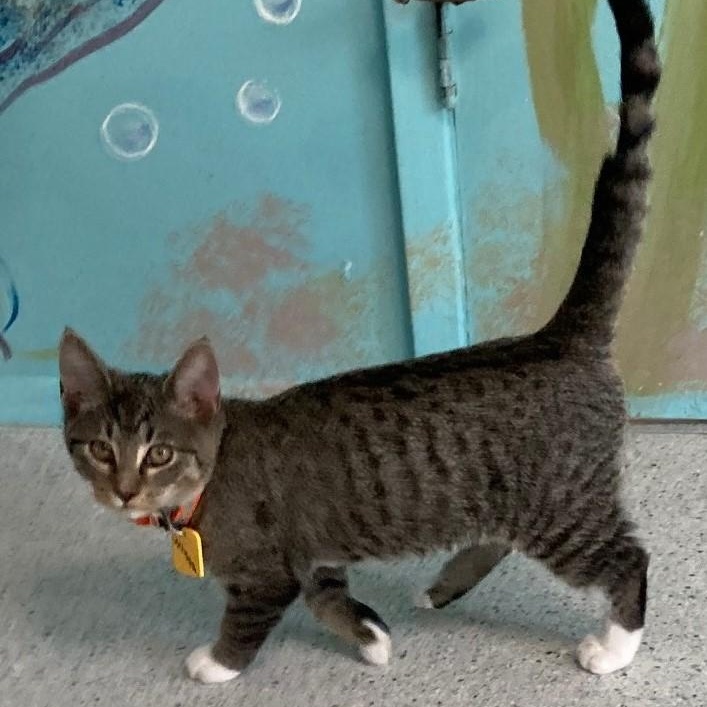 Mateo - Fun Little Guy