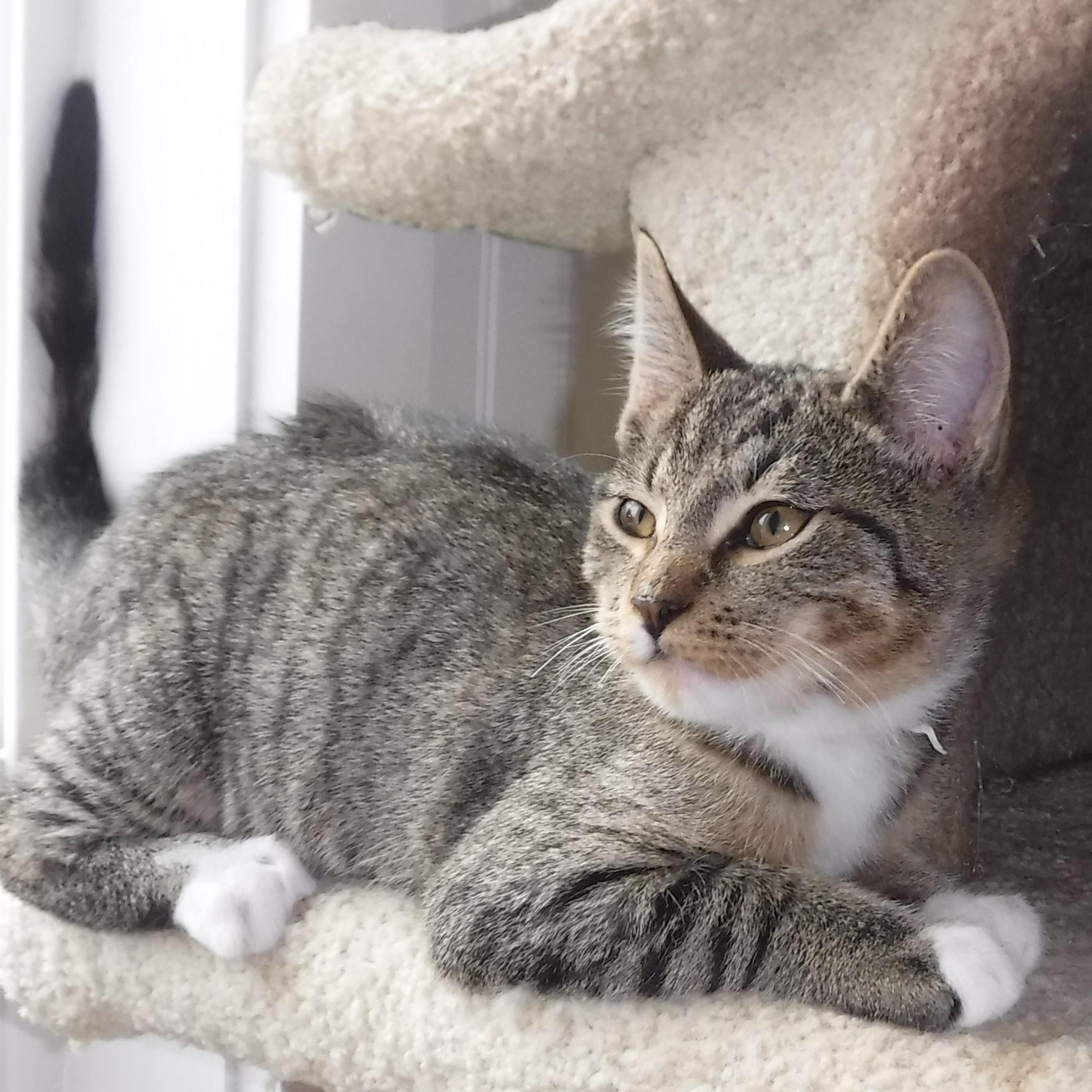 Mateo - Fun Little Guy