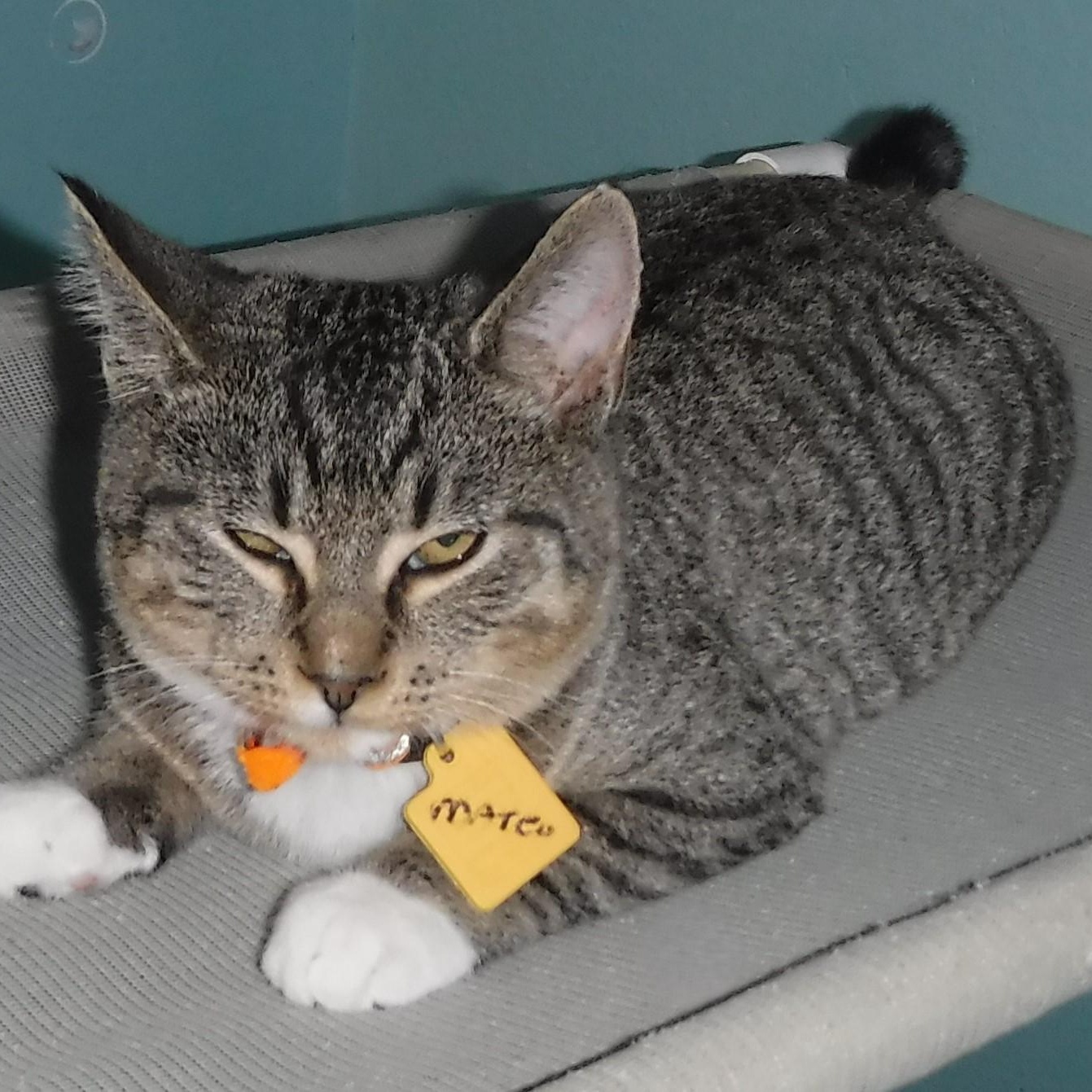 Mateo - Fun Little Guy