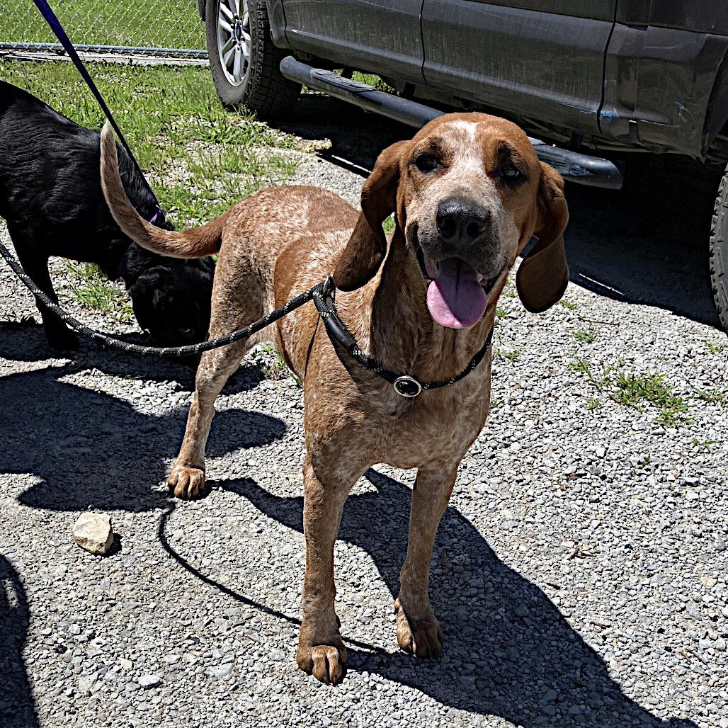 Enlarge Willow, a ADOPTABLE English Coonhound in Sulphur, KY image 4/4