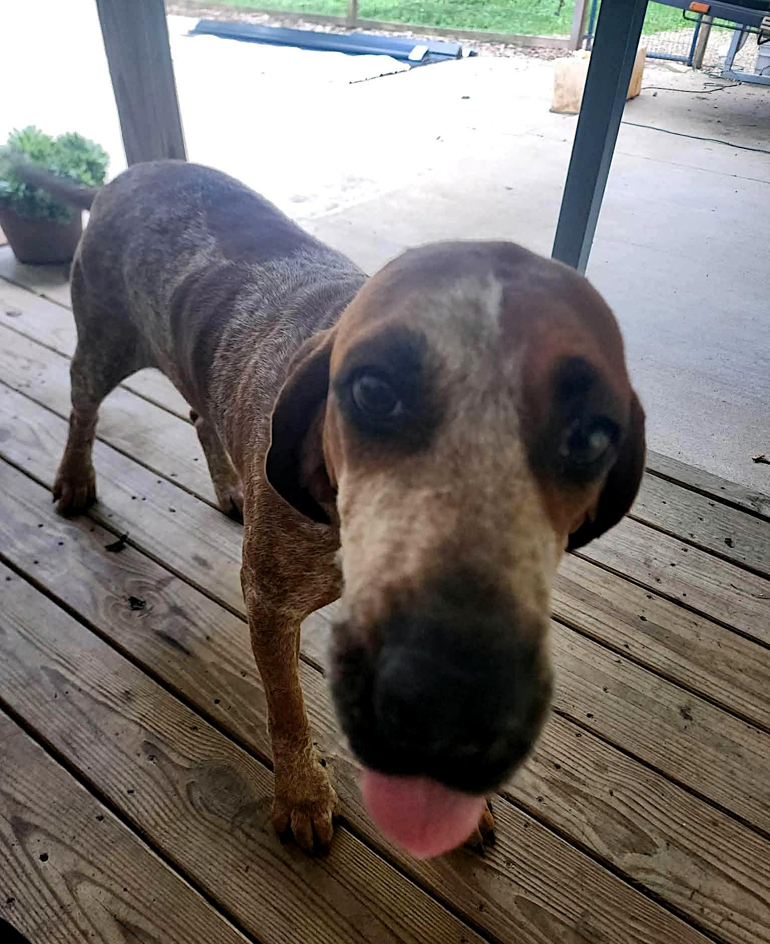 Enlarge Willow, a ADOPTABLE English Coonhound in Sulphur, KY image 3/4