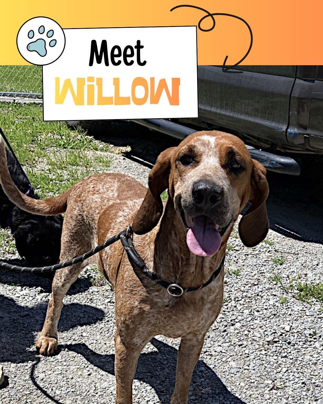 Willow, ADOPTABLE, Young Female English Coonhound.