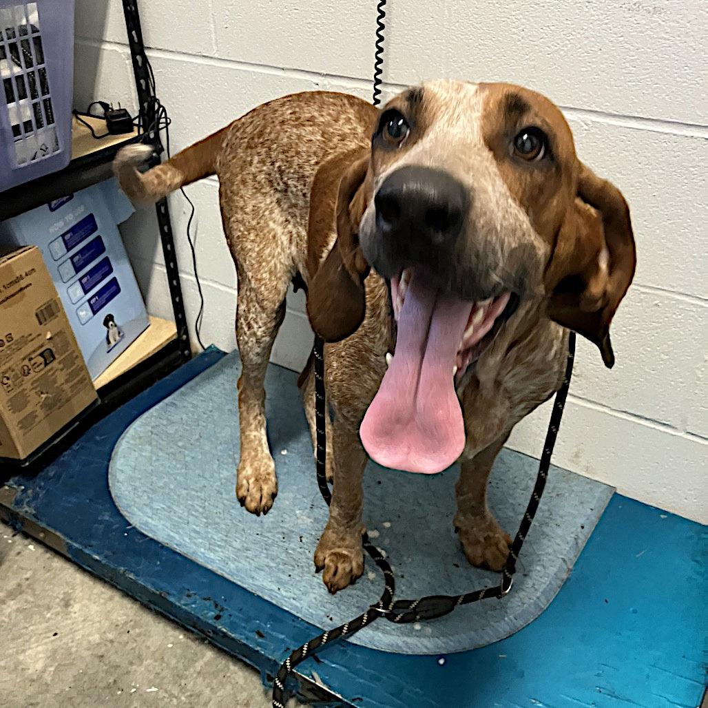 Enlarge Willow, a ADOPTABLE English Coonhound in Sulphur, KY image 2/4