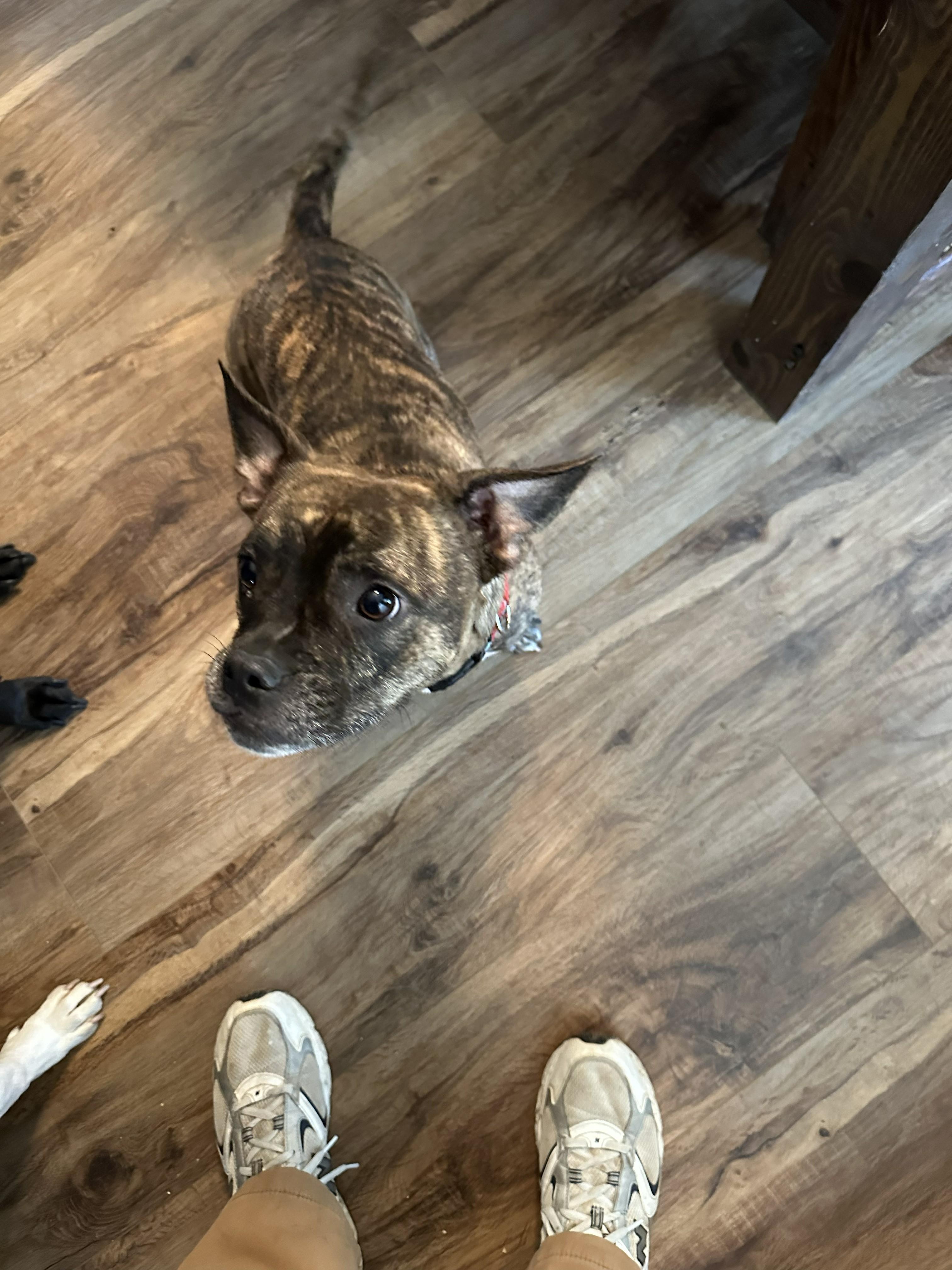 Enlarge Barkley, an adopted mixed breed in O Fallon, IL image 2/2