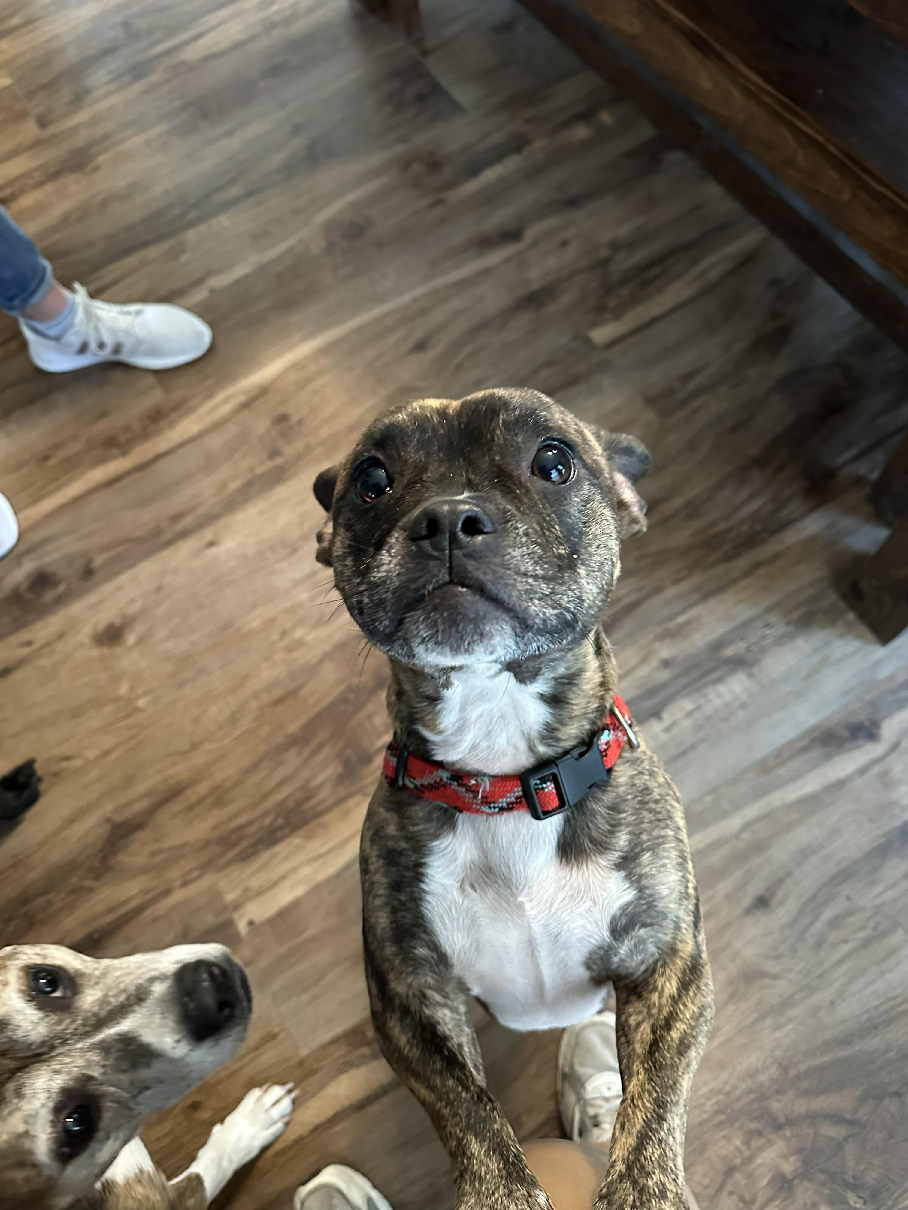Barkley, adopted, Young Male Chihuahua & French Bulldog.
