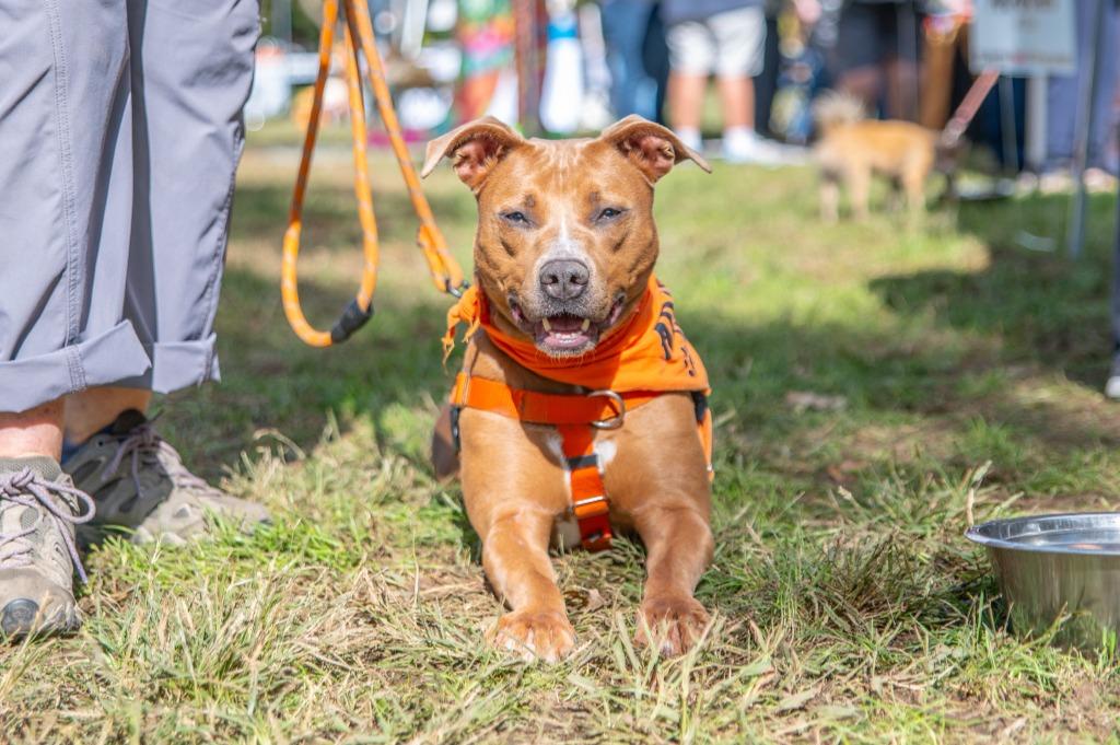 Harriet, Adoptable, Young Female Pit Bull Terrier.