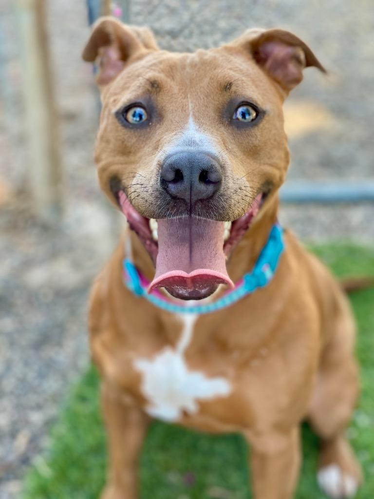 Harriet, a Adoptable mixed breed in Chico, CA image 2/3
