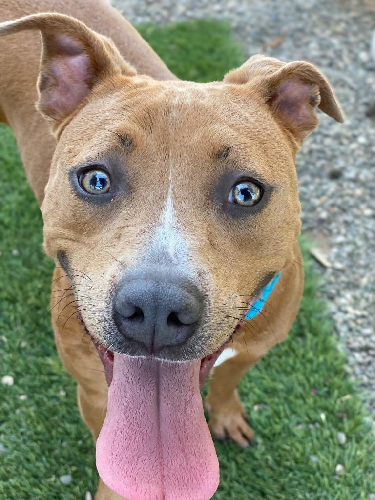 Harriet, a Adoptable mixed breed in Chico, CA image 3/3