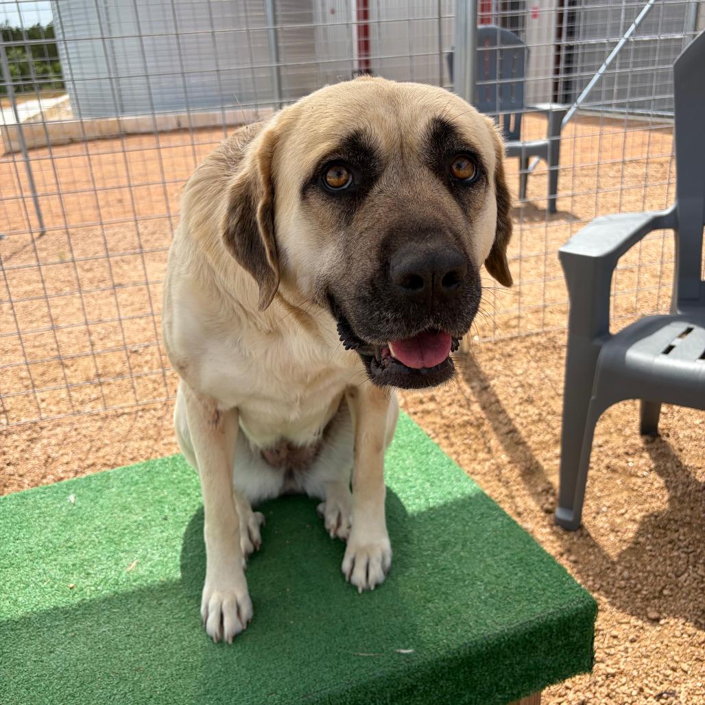 Enlarge Lola KCAC #382.26, a Adoptable mixed breed in Kerrville, TX image 3/5
