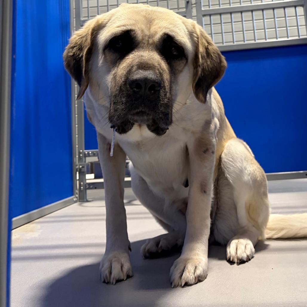 Enlarge Lola KCAC #382.26, a Adoptable mixed breed in Kerrville, TX image 4/5