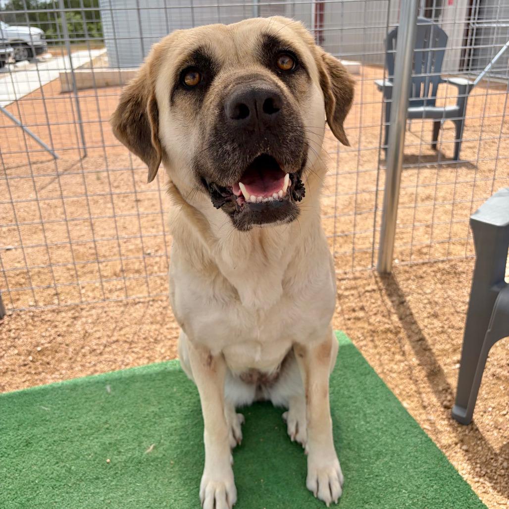 Enlarge Lola KCAC #382.26, a Adoptable mixed breed in Kerrville, TX image 1/5