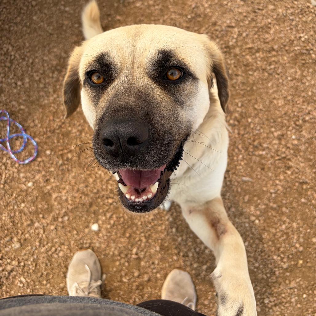 Enlarge Lola KCAC #382.26, a Adoptable mixed breed in Kerrville, TX image 2/5