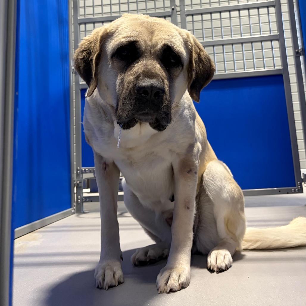 Enlarge Lola KCAC #382.26, a Adoptable mixed breed in Kerrville, TX image 5/5