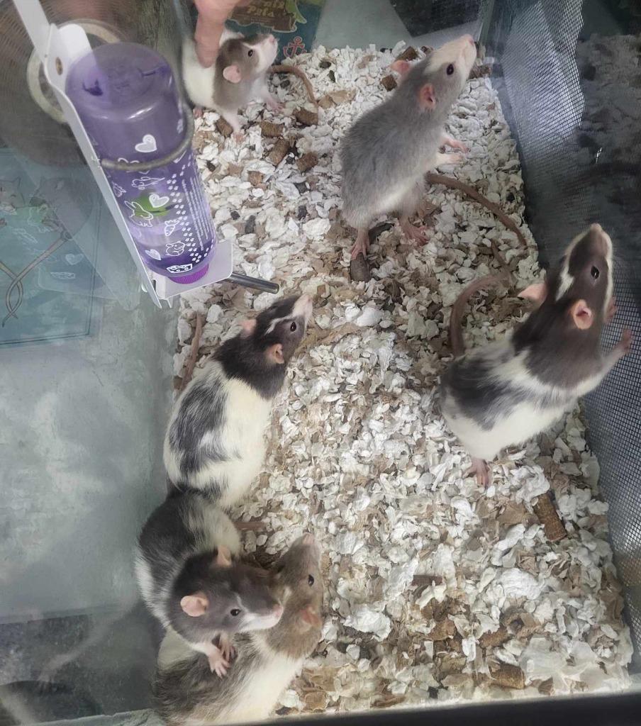 Enlarge Rarity, a Adoptable Rat in CRYSTAL LAKE, IL image 2/5