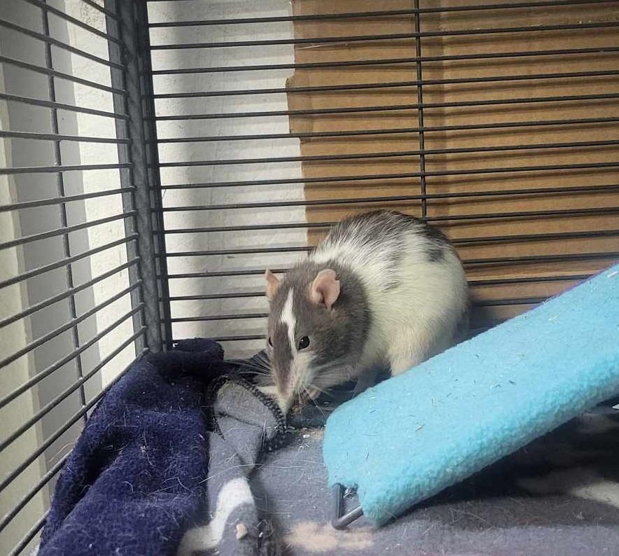 Rarity, a Adoptable Rat in CRYSTAL LAKE, IL image 2/5