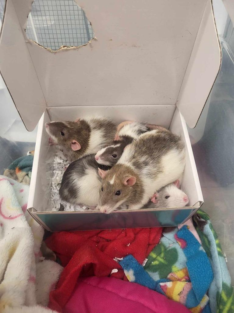 Rarity, a Adoptable Rat in CRYSTAL LAKE, IL image 3/5