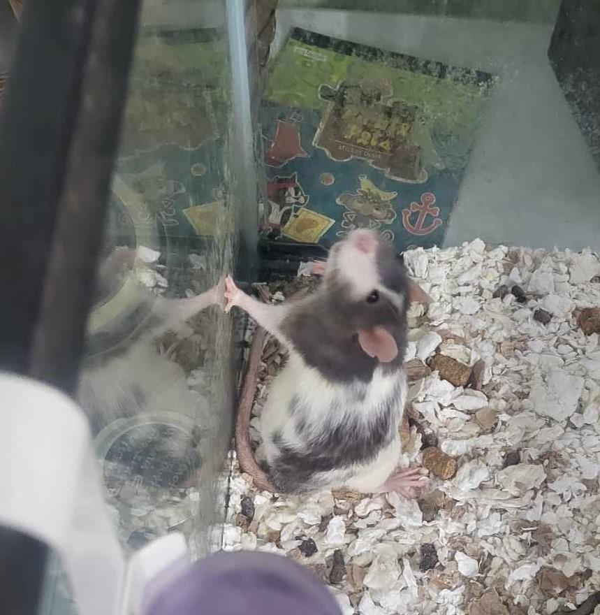 Enlarge Rarity, a Adoptable Rat in CRYSTAL LAKE, IL image 5/5