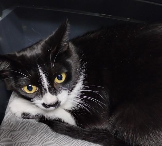 Enlarge NESSIE, a Adoptable Domestic Short Hair in Alameda, CA image 1/1